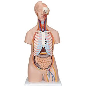 Model klasycznego torsu od 3B Scientific - Model anatomiczny, neutralny pod względem płci, 16 części Model klasycznego torsu od 3B Scientific - Model anatomiczny, neutralny pod względem płci, 16 części
