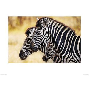 The " Mario Moreno (Trio of Zebras), druk artystyczny, papier, wielokolorowy, 60 x 80 x 1,3 cm The " Mario Moreno (Trio of Zebras), druk artystyczny, papier, wielokolorowy, 60 x 80 x 1,3 cm