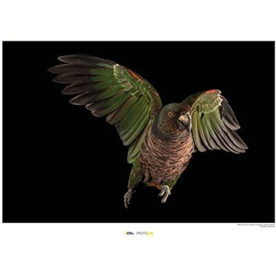 Komar Imperial Parrot Wymiary: 70 x 50 cm , obraz ścienny, plakat, druk artystyczny (bez ramy), National Geographic Komar Imperial Parrot Wymiary: 70 x 50 cm , obraz ścienny, plakat, druk artystyczny (bez ramy), National Geographic
