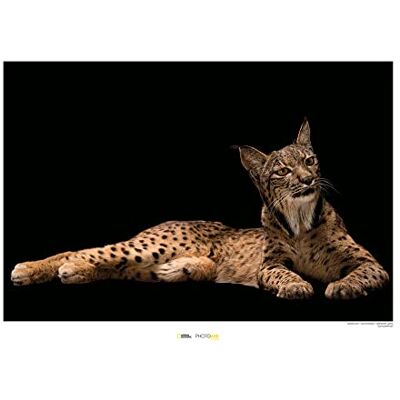 Komar Iberian Lynx Wymiary: 70 x 50 cm , obraz ścienny, plakat, druk artystyczny (bez ramy), National Geographic Komar Iberian Lynx Wymiary: 70 x 50 cm , obraz ścienny, plakat, druk artystyczny (bez ramy), National Geographic