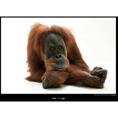 Komar Sumatran Orangutan Wymiary: 70 x 50 cm , obraz ścienny, plakat, druk artystyczny (bez ramy), National Geographic Komar Sumatran Orangutan Wymiary: 70 x 50 cm , obraz ścienny, plakat, druk artystyczny (bez ramy), National Geographic
