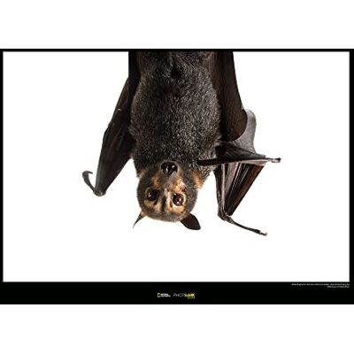 Komar Spectacled Flying Fox Wymiary: 70 x 50 cm , obraz ścienny, plakat, druk artystyczny (bez ramy), National Geographic Komar Spectacled Flying Fox Wymiary: 70 x 50 cm , obraz ścienny, plakat, druk artystyczny (bez ramy), National Geographic