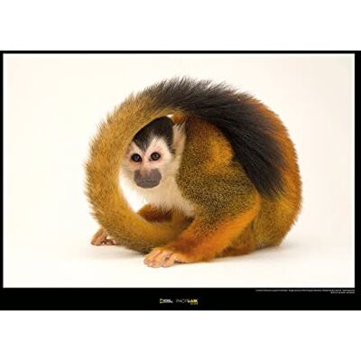 Komar Central American Squirrel Monkey Wymiary: 70 x 50 cm , obraz ścienny, plakat, druk artystyczny (bez ramy), National Geographic Komar Central American Squirrel Monkey Wymiary: 70 x 50 cm , obraz ścienny, plakat, druk artystyczny (bez ramy), National Geographic