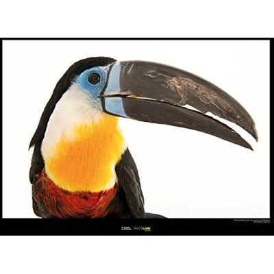 Komar Channel-billed Toucan Wymiary: 70 x 50 cm , obraz ścienny, plakat, druk artystyczny (bez ramy), National Geographic Komar Channel-billed Toucan Wymiary: 70 x 50 cm , obraz ścienny, plakat, druk artystyczny (bez ramy), National Geographic