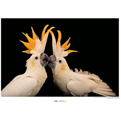 Komar Citron-crested Cockatoo Wymiary: 70 x 50 cm , obraz ścienny, plakat, druk artystyczny (bez ramy), National Geographic Komar Citron-crested Cockatoo Wymiary: 70 x 50 cm , obraz ścienny, plakat, druk artystyczny (bez ramy), National Geographic