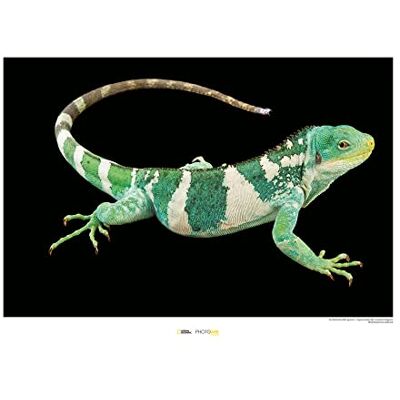 Komar Fiji Island Banded Iguana Rozmiar: 70 x 50 cm , obraz ścienny, plakat, druk artystyczny (bez ramy), National Geographic Komar Fiji Island Banded Iguana Rozmiar: 70 x 50 cm , obraz ścienny, plakat, druk artystyczny (bez ramy), National Geographic