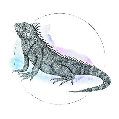 Plakat KOMAR Iguana Watercolor - Zwierzęta, kolorowe, 70cm x 50cm, Wewnętrzny Plakat KOMAR Iguana Watercolor - Zwierzęta, kolorowe, 70cm x 50cm, Wewnętrzny
