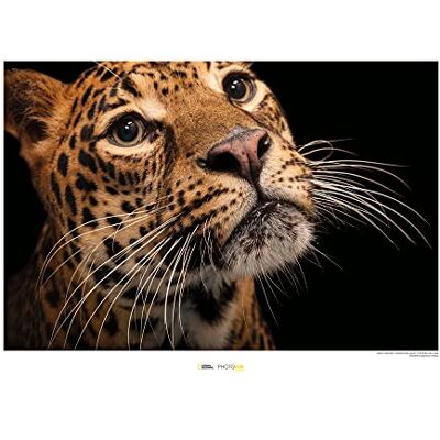 Komar Javan Leopard Wymiary: 70 x 50 cm , obraz ścienny, plakat, druk artystyczny (bez ramy), National Geographic Komar Javan Leopard Wymiary: 70 x 50 cm , obraz ścienny, plakat, druk artystyczny (bez ramy), National Geographic