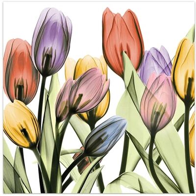 Bezramowy pływający panel ze szkła hartowanego Grafika ścienna gotowa do powieszenia, 61 cm x 61 cm, tulipan Scape X-ray I Bezramowy pływający panel ze szkła hartowanego Grafika ścienna gotowa do powieszenia, 61 cm x 61 cm, tulipan Scape X-ray I