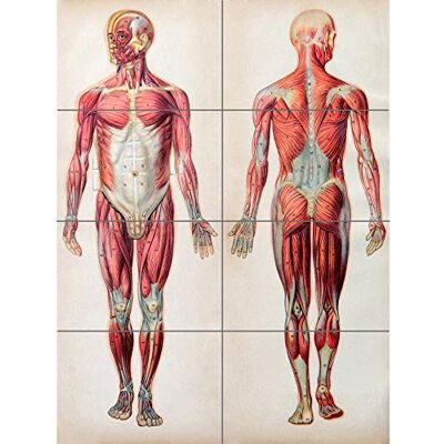 Artery8 Anatomia mięśni ludzkiego ciała XL plakat z olbrzymim panelem (8 sekcji) Artery8 Anatomia mięśni ludzkiego ciała XL plakat z olbrzymim panelem (8 sekcji)