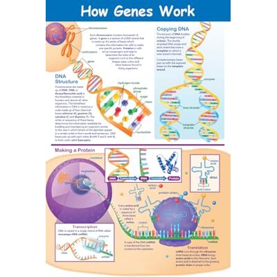 NewPath Learning Plakat How Genes Work laminowany, pełnokolorowy, 58 x 89 cm NewPath Learning Plakat How Genes Work laminowany, pełnokolorowy, 58 x 89 cm