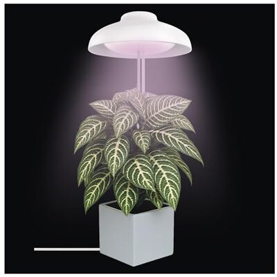 EMOS Uprawa LED do roślin doniczkowych i sukulentów, lampa do uprawy parasola z timerem, regulowana wysokość, jasność 235 lm, kabel do ładowania USB-A 1,5 m, bez zasilania, biała EMOS Uprawa LED do roślin doniczkowych i sukulentów, lampa do uprawy parasola z timerem, regulowana wysokość, jasność 235 lm, kabel do ładowania USB-A 1,5 m, bez zasilania, biała