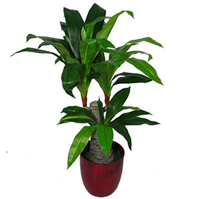 Leaf Design UK 75 cm sztuczny Dracaena roślinny szeroki pień potrójna gałązka duży czarny plastikowy doniczka, różnorodny Leaf Design UK 75 cm sztuczny Dracaena roślinny szeroki pień potrójna gałązka duży czarny plastikowy doniczka, różnorodny