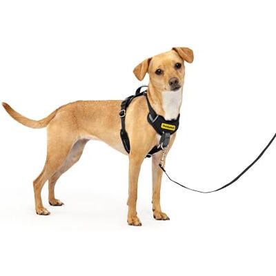 PetSafe Easy Walk Comfort No-Pull Uprząż dla psa na całe ciało lepsze spacery przy pierwszym użyciu 5 punktów regulacji, XS, małe, średnie i duże psy, niebieski/czarny/zielony/różowy PetSafe Easy Walk Comfort No-Pull Uprząż dla psa na całe ciało lepsze spacery przy pierwszym użyciu 5 punktów regulacji, XS, małe, średnie i duże psy, niebieski/czarny/zielony/różowy