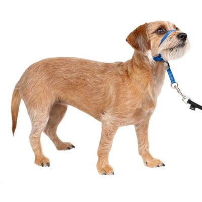 PetSafe Gentle Leader Headcollar No-Pull Dog Collar Helps Improve Walks Durable Nylon Construction Padded Nose Loop Adjustable Fit Comfort Walking Halter Small, Royal Blue PetSafe Gentle Leader Headcollar No-Pull Dog Collar Helps Improve Walks Durable Nylon Construction Padded Nose Loop Adjustable Fit Comfort Walking Halter Small, Royal Blue