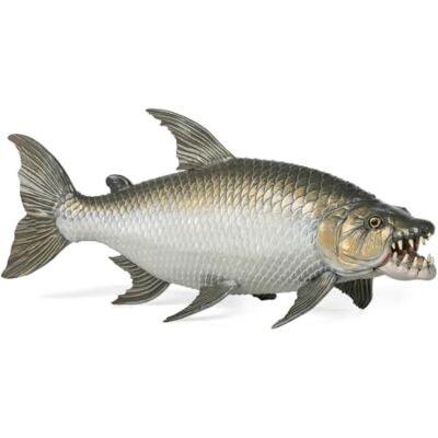 Papo Ryba Tygrysa Goliat Realistyczna Ryba Figurka 5,5 cm Od 3 lat, realistyczne ryby drapieżne, aby w zabawny sposób odkryć życie wodne i wzbudzić ciekawość natury Papo Ryba Tygrysa Goliat Realistyczna Ryba Figurka 5,5 cm Od 3 lat, realistyczne ryby drapieżne, aby w zabawny sposób odkryć życie wodne i wzbudzić ciekawość natury