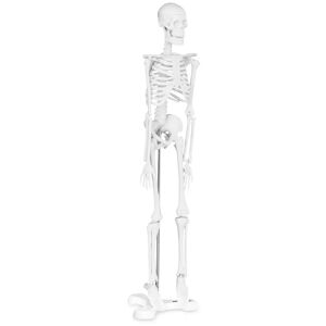 physa Szkielet człowieka - model anatomiczny - 47 cm PHY-SK-6