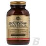 Solgar Advanced Acidophilus 40+ - 120 kaps.