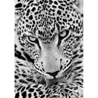 Collection D`Art Diamentowa mozaika 27x19cm jaguar Collection D`Art Diamentowa mozaika 27x19cm jaguar