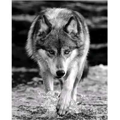 DIAMENTOWA PASJA Haft Diamentowy Obraz Diamentowy Mozaika Diamentowa WILK WILKI ZWIERZĘTA DIAMENTOWA PASJA Haft Diamentowy Obraz Diamentowy Mozaika Diamentowa WILK WILKI ZWIERZĘTA