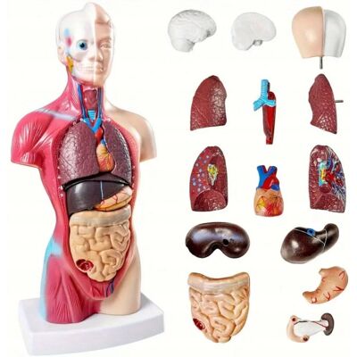 Inny producent Model Anatomiczny Człowieka 12 Wyjmowanych Części Edukacyjna Ekspozycja Inny producent Model Anatomiczny Człowieka 12 Wyjmowanych Części Edukacyjna Ekspozycja