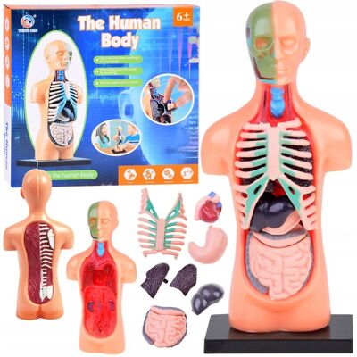 JOKOMISIADA Zestaw edukacyjny Model anatomiczny CIAŁO CZŁOWIEKA + organy 11ele ZA5200 JOKOMISIADA Zestaw edukacyjny Model anatomiczny CIAŁO CZŁOWIEKA + organy 11ele ZA5200