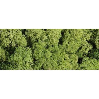 Ozdoba Dekoracyjna Mech Chrobotek 125G. Zielony Jasny Pbh Pentacolor Ozdoba Dekoracyjna Mech Chrobotek 125G. Zielony Jasny Pbh Pentacolor