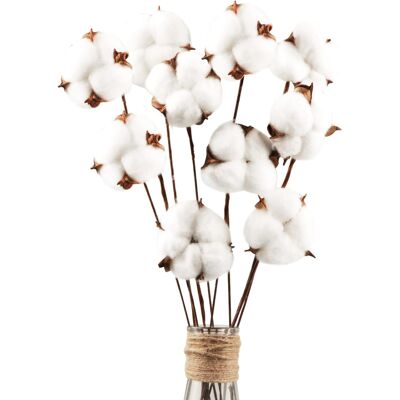 Inny producent 10 Szt. Suszonych Kwiatów Bawełny Biała 42 Cm Dekoracja Na Wesele Do Wazonu Inny producent 10 Szt. Suszonych Kwiatów Bawełny Biała 42 Cm Dekoracja Na Wesele Do Wazonu
