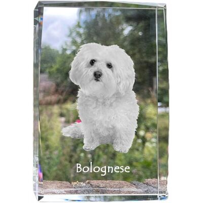 ART Bolończyk, Bolognese - Kryształ Ze Zdjęciem Psa, Zdjęcie W Szkle, Nowoczesn ART Bolończyk, Bolognese - Kryształ Ze Zdjęciem Psa, Zdjęcie W Szkle, Nowoczesn