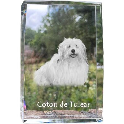 ART Coton De Tulear - Kryształ Ze Zdjęciem Psa, Zdjęcie W Szkle, Nowoczesna Eks ART Coton De Tulear - Kryształ Ze Zdjęciem Psa, Zdjęcie W Szkle, Nowoczesna Eks
