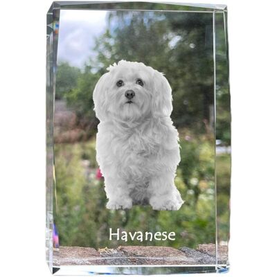Hawańczyk, Havanese - kryształ ze zdjęciem psa, zdjęcie w szkle, nowoczesna ekspozycja zdjęcia marki Art-Dog Hawańczyk, Havanese - kryształ ze zdjęciem psa, zdjęcie w szkle, nowoczesna ekspozycja zdjęcia marki Art-Dog