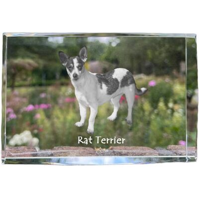 Rat Terrier - kryształ ze zdjęciem psa, zdjęcie w szkle, nowoczesna ekspozycja zdjęcia marki Art-Dog Rat Terrier - kryształ ze zdjęciem psa, zdjęcie w szkle, nowoczesna ekspozycja zdjęcia marki Art-Dog