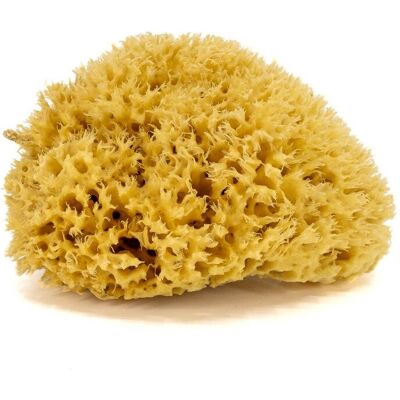 TopKosmetyki Gąbka do kąpieli - naturalna morska - rozmiar L. 14-16 cm TopKosmetyki Gąbka do kąpieli - naturalna morska - rozmiar L. 14-16 cm