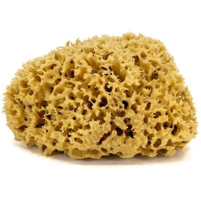 TopKosmetyki Gąbka do kąpieli - naturalna morska - rozmiar M. 12-14 cm TopKosmetyki Gąbka do kąpieli - naturalna morska - rozmiar M. 12-14 cm