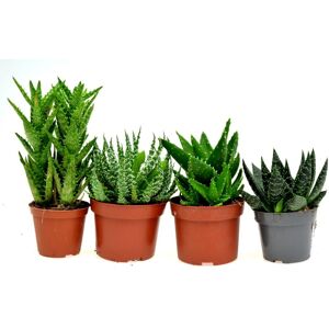 ABC ALOES - ZESTAW 4 szt mix nr 1 ABC ALOES - ZESTAW 4 szt mix nr 1