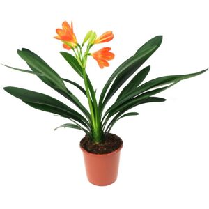 ABC Kliwia pomarańczowa, cynobrowa clivia Miniat ~ 50 cm ABC Kliwia pomarańczowa, cynobrowa clivia Miniat ~ 50 cm