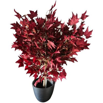 Inny producent Drzewo klon bordowy na naturalnym pniu 120 cm Inny producent Drzewo klon bordowy na naturalnym pniu 120 cm