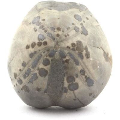Inny producent Kamienie i minerały - ABIJOUX - Amplus skamieniałego jeżowca morskiego - 126,50 ct - Claix Isère France Inny producent Kamienie i minerały - ABIJOUX - Amplus skamieniałego jeżowca morskiego - 126,50 ct - Claix Isère France