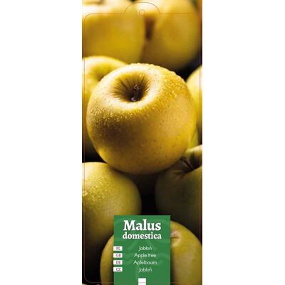 Euroflora ' Malus domestica - Jabłoń żółta etykieta Euroflora ' Malus domestica - Jabłoń żółta etykieta
