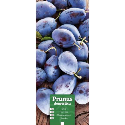 Euroflora ' Prunus demestica - Śliwa niebieska etykieta Euroflora ' Prunus demestica - Śliwa niebieska etykieta