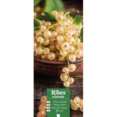 Euroflora ' Ribes niveum - Porzeczka biała etykieta Euroflora ' Ribes niveum - Porzeczka biała etykieta