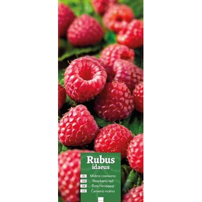 Euroflora ' Rubus idaeus - Malina czerwona etykieta Euroflora ' Rubus idaeus - Malina czerwona etykieta