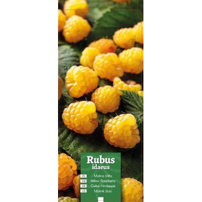 Euroflora ' Rubus idaeus - Malina żółta etykieta Euroflora ' Rubus idaeus - Malina żółta etykieta
