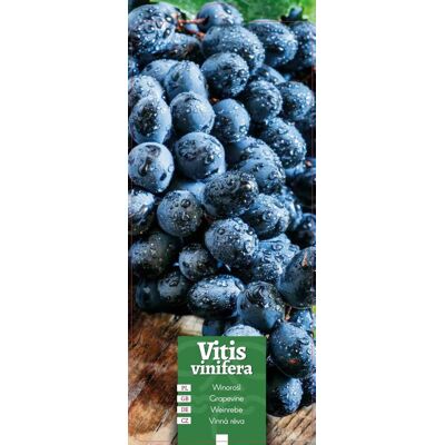 Euroflora ' Vitis vinifera - Winorośl granatowa etykieta Euroflora ' Vitis vinifera - Winorośl granatowa etykieta