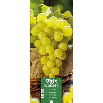 Euroflora ' Vitis vinifera - Winorośl zielona etykieta Euroflora ' Vitis vinifera - Winorośl zielona etykieta
