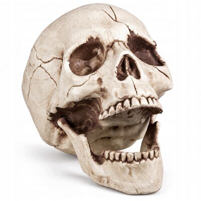 Czaszka Dekoracyjna Stojąca Boland Plastik 21 Cm Dekoracja Halloween Duża Czaszka Dekoracyjna Stojąca Boland Plastik 21 Cm Dekoracja Halloween Duża