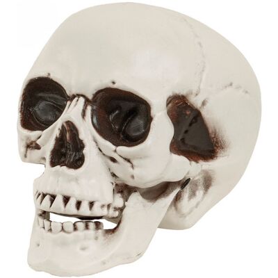 Widmann Czaszka z ruchomą szczęką 28 cm Widmann Czaszka z ruchomą szczęką 28 cm
