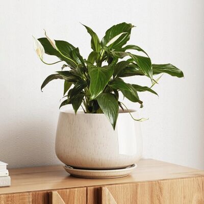 Inny producent DONICZKA CERAMICZNA 25 CM Z OTWOREM DRENAŻOWYM I PODSTAWKĄ BEŻOWA Inny producent DONICZKA CERAMICZNA 25 CM Z OTWOREM DRENAŻOWYM I PODSTAWKĄ BEŻOWA