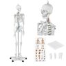 Physa, Model anatomiczny szkieletu człowieka 176 cm + Plakat anatomiczny