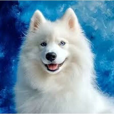 Norimpex Malowanie Po Numerach Pies Biały Na Niebieskim Tle 40X50 Cm Na Ramie Norimpex Malowanie Po Numerach Pies Biały Na Niebieskim Tle 40X50 Cm Na Ramie